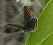 Schmetterlinge: Argus-Bl�uling
                                    weiblich