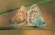 Schmetterlinge: Argus-Bl�uling
                                    Unterseiten m�nnlich und weiblich
