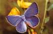 Schmetterlinge:
                Blasenstrauch-Bl�uling m�nnlich