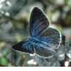 Schmetterlinge:
                                    Blasenstrauch-Bl�uling weiblich
