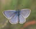 Schmetterlinge:
                                    Enzian-Ameisenbl�uling m�nnlich
