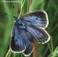 Schmetterlinge:
                                    Enzian-Ameisenbl�uling weiblich