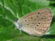 Schmetterlinge:
                                    Enzian-Ameisenbl�uling Unterseite
                                    weiblich