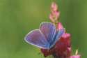 Schmetterlinge:
                                    Esparsetten-Bl�uling, m�nnlich