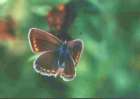 Schmetterlinge:
                                    Esparsetten-Bl�uling, weiblich