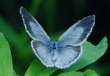 Schmetterlinge:
                                    Faulbaum-Bl�uling weiblich