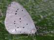 Schmetterlinge:
                                    Faulbaum-Bl�uling Unterseite