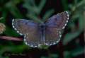 Schmetterlinge:
                                    Fetthennen-Bl�uling, m�nnlich