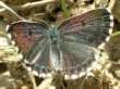 Schmetterlinge:
                                    Fetthennen-Bl�uling, weiblich