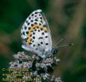 Schmetterlinge:
                                    Fetthennen-Bl�uling, Unterseite
