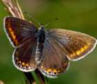 Schmetterlinge: Gemeiner
                                    Bl�uling weiblich