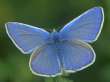 Schmetterlinge: Gemeiner
                                    Bl�uling m�nnlich