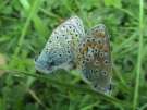 Schmetterlinge: Gemeiner
                                    Bluling Unterseiten, weiblich und
                                    mnnlich