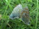 Schmetterlinge: Gemeiner
                                    Bl�uling Unterseiten, weiblich und
                                    m�nnlich