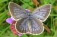 Heller
                                    Wiesenknopf-Ameisenbl�uling