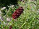Wiesenknopf