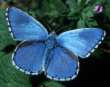 Schmetterlinge: Himmelblauer
                                    Bl�uling m�nnlich