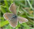 Schmetterlinge: Himmelblauer
                                    Bl�uling weiblich