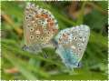 Schmetterlinge: Himmelblauer
                                    Bl�uling, Unterseiten weiblich und
                                    m�nnlich