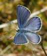 Schmetterlinge:
                                    Hochmoor-Bl�uling m�nnlich