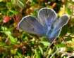 Schmetterlinge:
                                    Hochmoor-Bl�uling weiblich