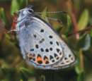 Schmetterlinge:
                                    Hochmoor-Bluling Unterseite