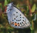 Schmetterlinge:
                                    Hochmoor-Bl�uling Unterseite