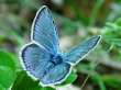 Schmetterlinge: Hylas-Bluling
                                    mnnlich