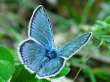 Schmetterlinge: Hylas-Bl�uling
                                    m�nnlich
