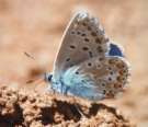 Schmetterlinge: Hylas-Bl�uling
                                    saugt an nasser Erde, Unterseite
