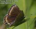 Schmetterlinge: Idas-Bl�uling
                                    weiblich