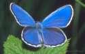 Schmetterlinge: Idas-Bl�uling
                                    m�nnlich