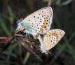 Schmetterlinge: Idas-Bluling,
                                    Unterseiten mnnlich und weiblich