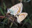 Schmetterlinge: Idas-Bl�uling,
                                    Unterseiten m�nnlich und weiblich