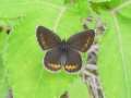 Schmetterlinge:
                                    Kronwicken-Bl�uling weiblich