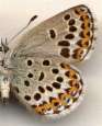 Schmetterlinge:
                                    Kronwicken-Bluling Unterseite
                                    weiblich
