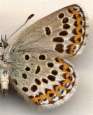 Schmetterlinge:
                                    Kronwicken-Bl�uling Unterseite
                                    weiblich