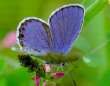 Schmetterlinge:
                                    Kronwicken-Bl�uling m�nnlich