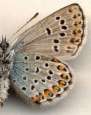 Schmetterlinge:
                                    Kronwicken-Bl�uling Unterseite
                                    m�nnlich