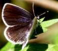 Schmetterlinge: Kurzschw�nziger
                                    Bl�uling weiblich