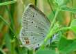 Schmetterlinge: Kurzschwnziger
                                    Bluling Unterseite