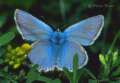 Schmetterlinge:
                                    Meleager-Bl�uling m�nnlich