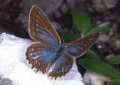 Schmetterlinge:
                                    Meleager-Bl�uling weiblich