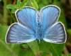 Schmetterlinge: Pr�chtiger
                                    Bl�uling m�nnlich