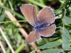 Schmetterlinge: Pr�chtiger
                                    Bl�uling weiblich