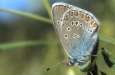 Schmetterlinge: Prchtiger
                                    Bluling Unterseite