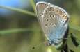 Schmetterlinge: Pr�chtiger
                                    Bl�uling Unterseite
