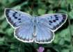 Schmetterlinge:
                                    Quendel-Ameisenbl�uling /
                                    Arion-Bl�uling m�nnlich