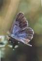 Schmetterlinge:
                                    Quendel-Ameisenbl�uling /
                                    Arion-Bl�uling weiblich