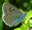 Schmetterlinge:
                                    Quendel-Ameisenbl�uling /
                                    Arion-Bl�uling Unterseite